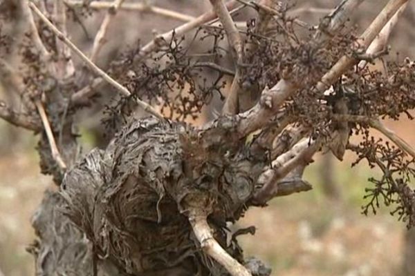 Un des pieds de vigne de la région du picpoul