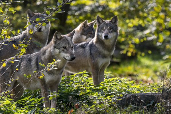 La meute du Mont-Tendre s'est formée au printemps 2023 dans le JUra Vaudois, juste de l'autre côté de la frontière Photo d'illustration