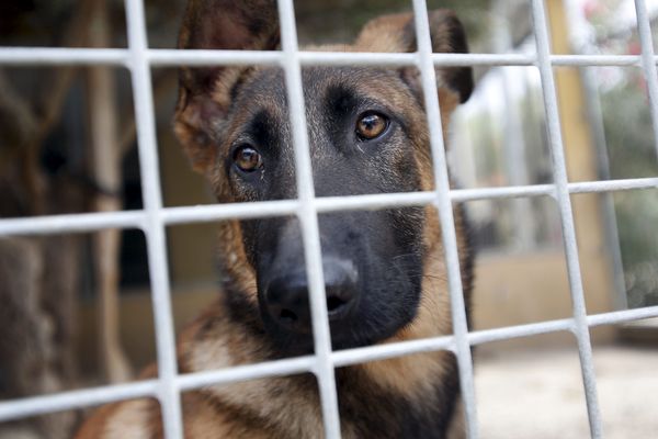 Un chien en cage (image d'illustration).