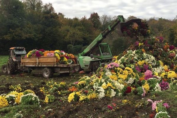 De nombreux horticulteurs sont contraints de détruire une grande partie de leur production. 