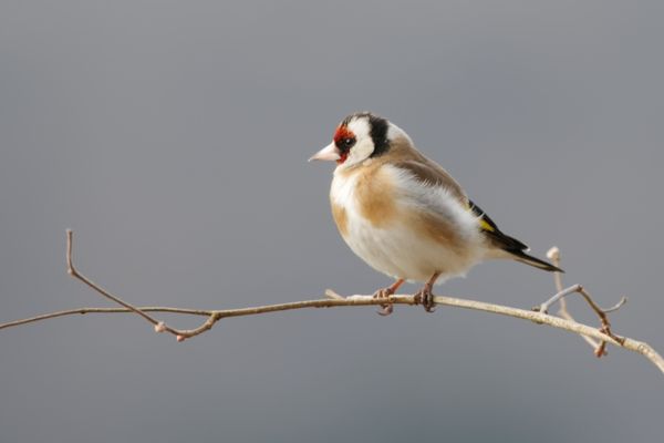 Chardonneret élégant, une espèce d'oiseau en déclin modéré entre 2002-2019 selon les observations de la LPO