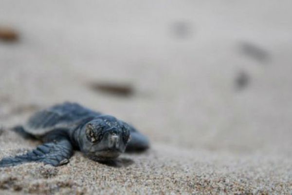 Un Film Sur La Naissance De Tortues Sur Une Plage De St Aygulf Dans Le Var Projete A Marineland