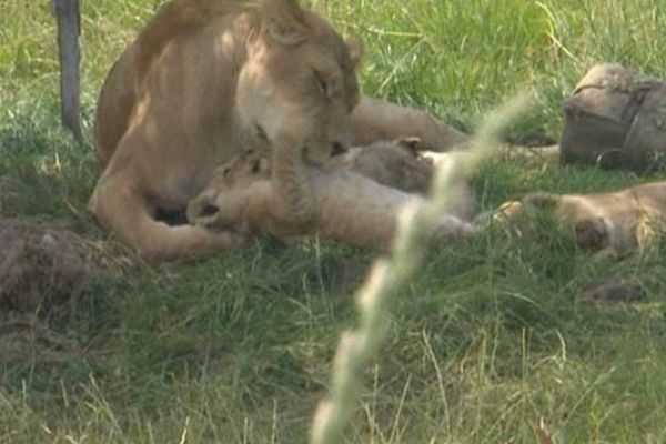 Petit câlin entre Sana et l'un de ses trois bébés nés le 24 mai dernier au parc zoologique de Cerza.