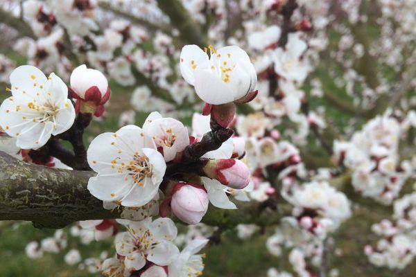 Fleurs d'abricotiers