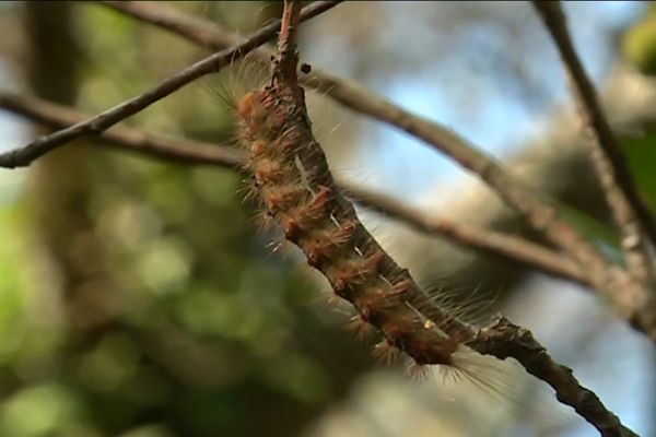 Le bombyx disparate est une chenille qui a ravagé le forêt du Dom sur la commune de Bormes-les-Mimosas.