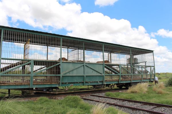 4 tigres abandonnés dans un wagon en Argentine