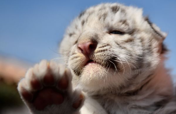 Trets Un Bebe Tigre Blanc Grandit Dans Une Maison De Retraite Pour Fauves