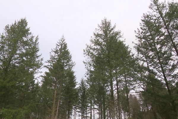 En Corrèze, avec le réchauffement climatique, les douglas se meurent. Exemple à Sédières, en Corrèze, en mars 2023.