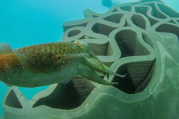 En juin 2019, des récifs artificiels ont été immergés en mer à la limite de la bande des 300 mètres des plages agathoises. Ils ont vite été colonisés par les sèches et les poulpes, entre autres. 