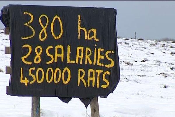 Les agriculteurs du Cantal contre les rats taupiers