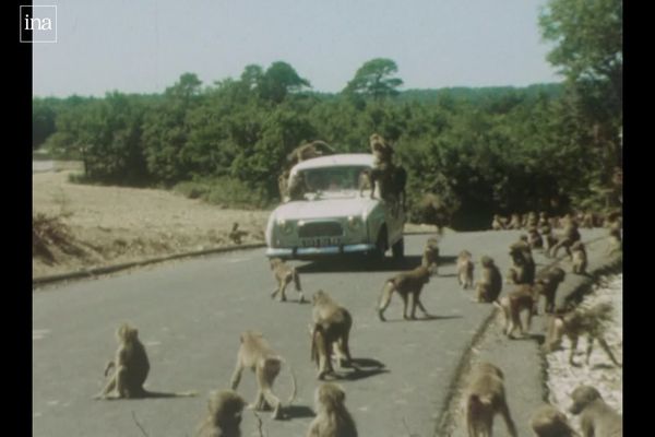 Le Safari de Peaugres (Ardèche) fête ses 50 ans en 2024.