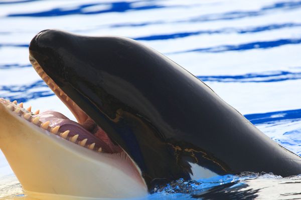 Une orque parvient à dire des mots en anglais au Marineland d'Antibes ! Image d'illustration.