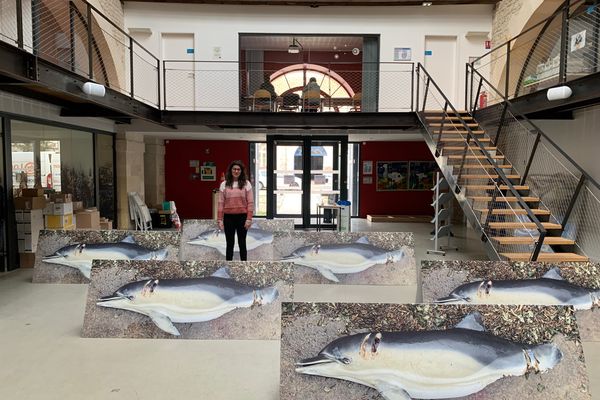 La Ligue pour la protection des oiseaux a mis en place une exposition de photographies de cadavres de dauphins en taille réelle à Paris mercredi 22 février.