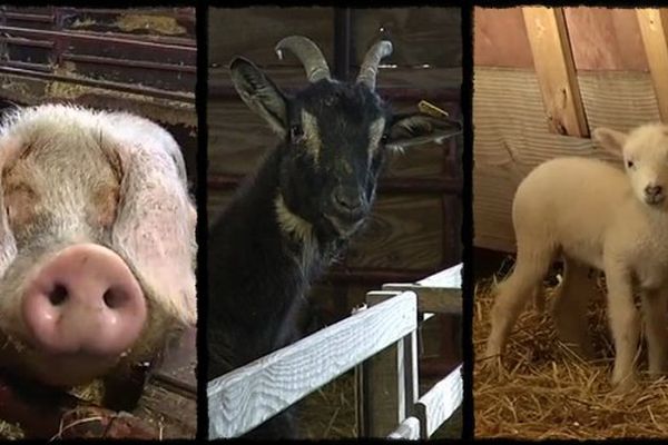 Le Puy du Fou au salon de l'agriculture à Paris