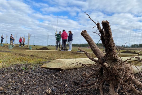 Les élèves se sont portés volontaires pour planter 85 arbres fruitiers et arbustes.