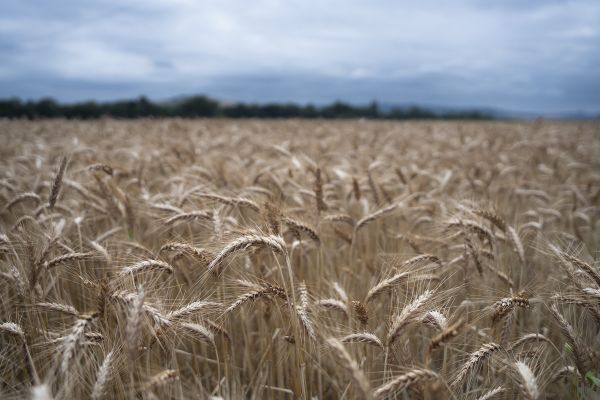 Les moissons sont retardées en raison des orages en Auvergne.