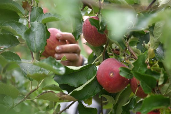 Les ouvriers agricoles avaient dénoncé leurs conditions de travail et des salaires en dessous du Smic.