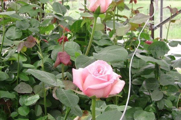 Lors de la floraison, les roses embaument l'exploitation.