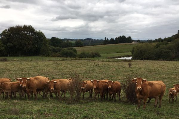 Elevage de vaches limousines. 