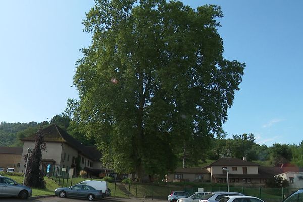 Le platane de Mozas, à Bourgoin-Jallieu (Isère), dont l'âge est estimé entre 150 et 200 ans, est l'un des plus vieux de France.