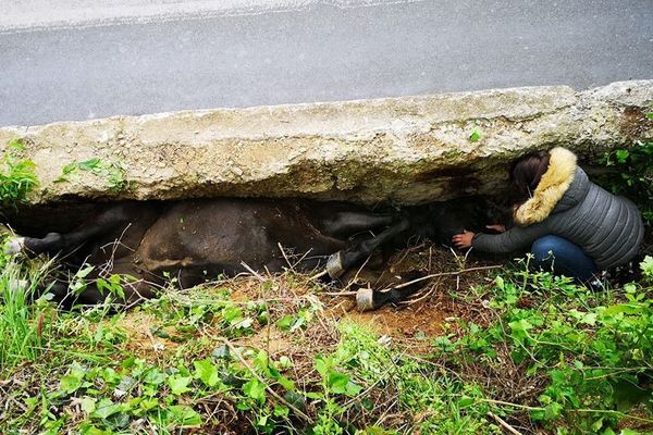 Une jument est tombée dans un ravin à Codalet (66) lundi 14 mai 2018