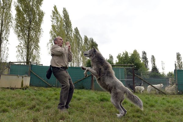 Pierre Cadéac, fondateur de Fauna Films, dressant un loup en Septembre 2013 à Villemer en Seine-et-Marne. Image d'illustration.