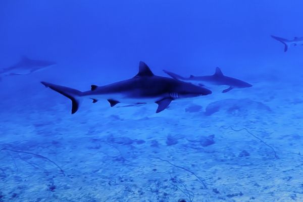 Des requins ont été aperçus à plusieurs reprises en mer Méditerranée lors de l'été 2023.