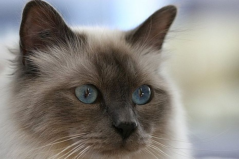 Recherche Chat Sacre De Birmanie Desesperement