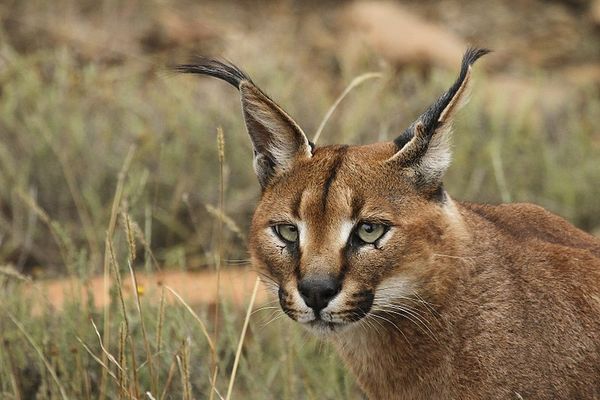 Caracal (image d'illustration)