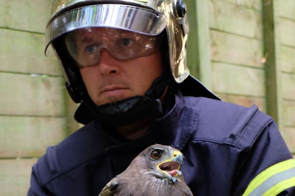 Secours est porté aussi aux animaux de la faune sauvage de Loire-Atlantique