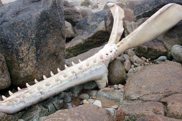 Une mâchoire de cachalot découverte sur une plage de Lampaul-Plouarzel