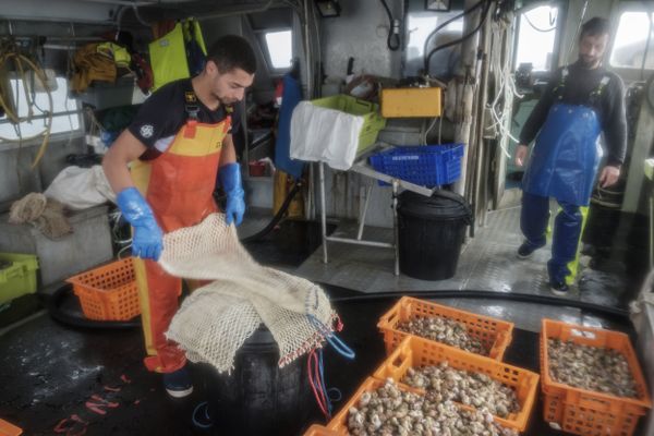 Pêche aux bulots, au large, dans la Manche.