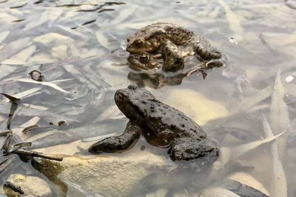 Des opérations de sauvetage sont organisées tous les ans pour sauver les amphibiens qui se rendent sur leurs lieux de reproduction