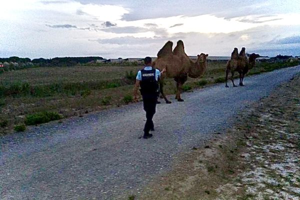 Quatre chameaux ont été poursuivis par quatre gendarmes après s'être enfuis de leur enclos à Torreilles. Vendredi 8 août 2023.