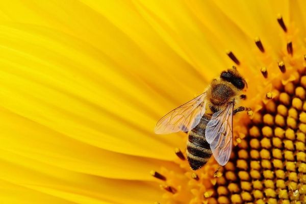 une abeille butinant une fleur de tournesol