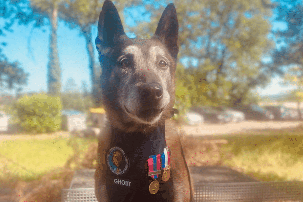 Ghost, après avoir té récompensé de la médaille de bronze de la Défense Nationale et de la médaille pour acte de courage et de dévouement