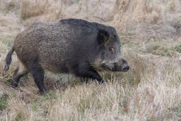 Le sanglier est un mammifère omnivore et forestier photographié en octobre 2016