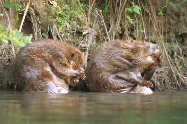 Les castors des Gorges du Gardon sont présents  ici depuis la nuit des temps, grace notamment aux naturalistes gardois qui depuis le début du 20 e siècle oeuvrent pour leur préservation - 2018