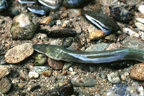 L'anguille et les civelles de nos fleuves et cours d'eau est menacée d’extinction