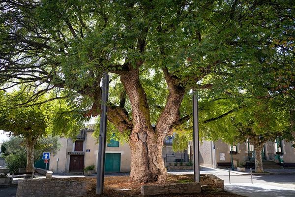 L'Orme de Sully trône devant la mairie de Villesèquelande