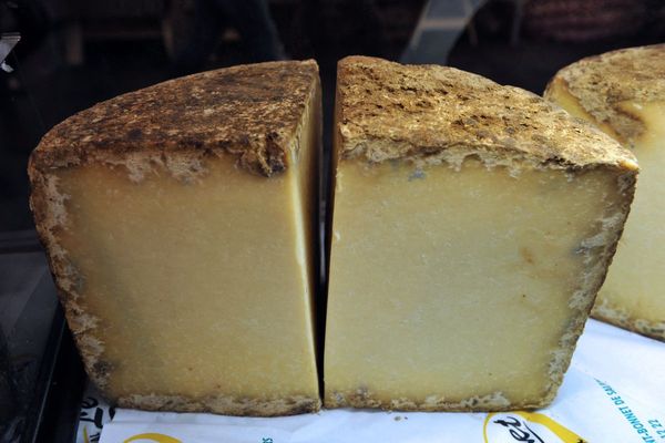 Le fromage cantal renferme des microorganismes qui jouent sur sa texture et son goût.