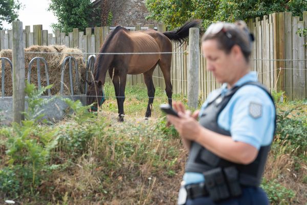 “Les chevaux non tenus en longe” : les circonstances qui ont amené deux fillettes à être toujours gravement blessés