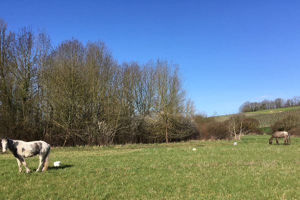 Les deux chevaux objets d'inquiétude dans ce village de Charente