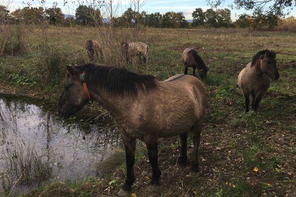 Les cinq chevaux Konik Polski de la réserve naturelle de l'Ile du Rhin