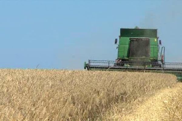 Le ballet des moissonneuses débute à peine dans la grande plaine céréalière de Caen