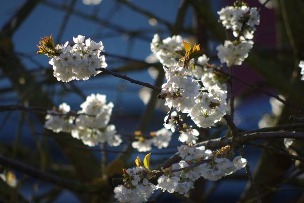 Photo du printemps le 18 avril