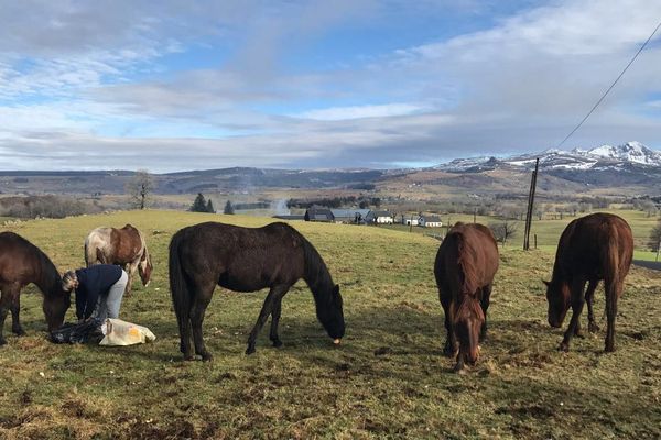 Patricia Vergnole en train de nourrir ses chevaux : "ils font partie intégrante de a vie et de mon quotidien !"