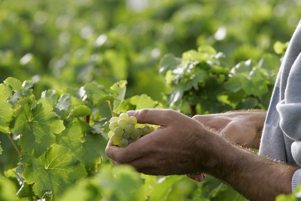 Des viticuleurs du Cher ont décidé de remettre au goût du jour un cépage oublié originaire de Montluçon, une façon de préserver la biodiversité. 