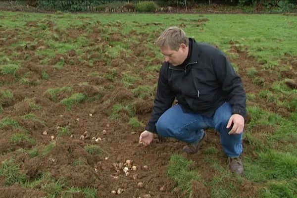 En quelques heures, les sangliers ont retourné une plate-bande pour dévorer des centaines de bulbes fraîchement plantés. 