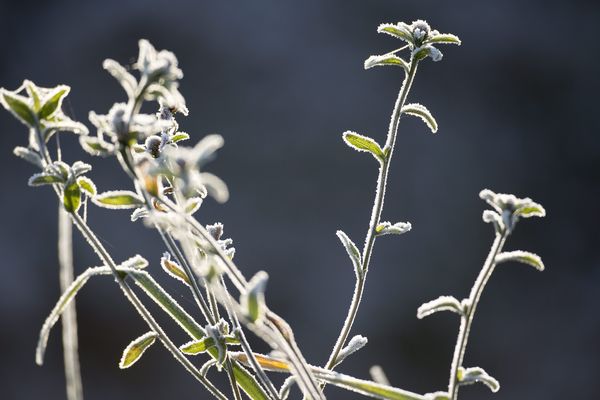 Comment protéger les plantes du froid ?